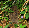 Igel.png