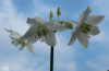 Eucharis-Grandiflora.png